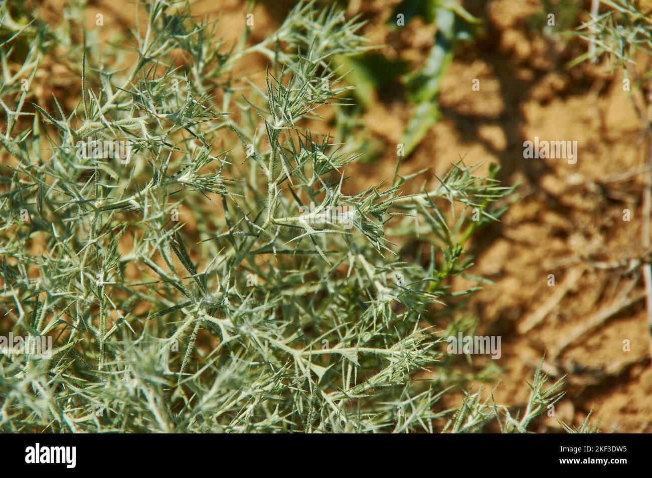 Artemisia maritima -  European species of wormwood known as sea wormwood and old woman. It is native to France, the United Kingdom, Italy, Belgium, Ge Stock Photo