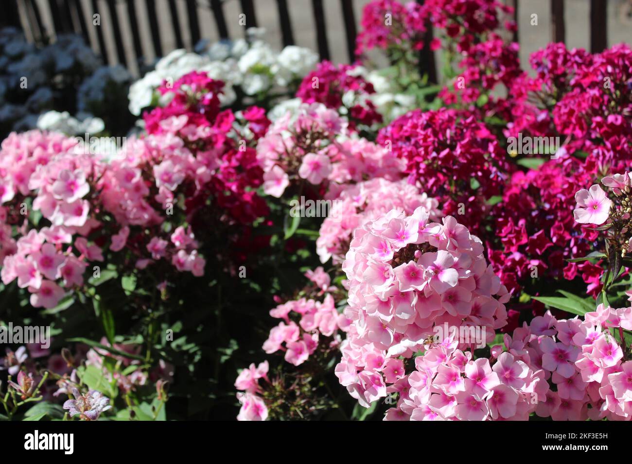 blossoming phlox in the garden Stock Photo