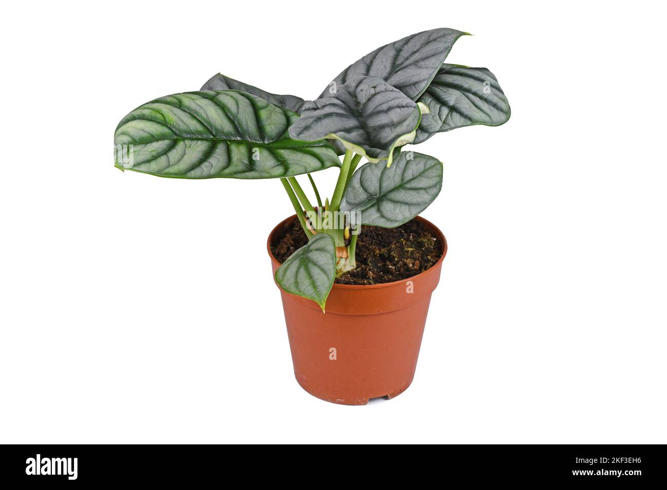 Exotic 'Alocasia Baginda Silver Dragon' houseplant in pot on white background Stock Photo