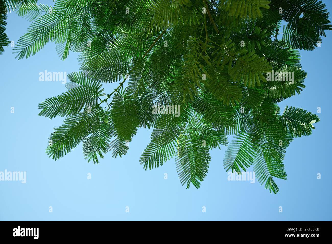 Green tree leaves. Acacia mimosa. Stock Photo