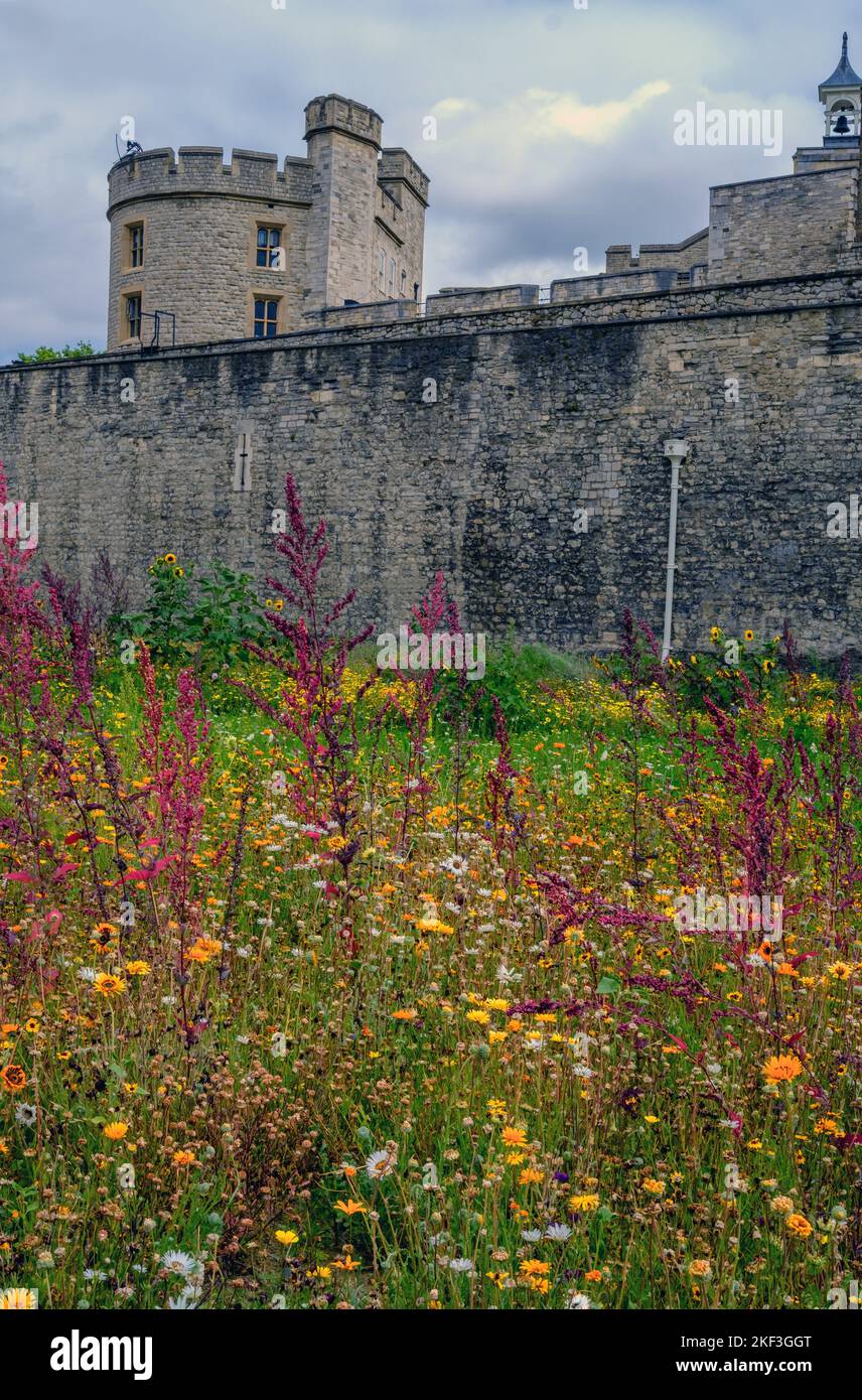 Tower of London moat turned into a wildflower meadow Superbloom, to celebrate Queen's Platinum Jubilee. August 2022. Stock Photo