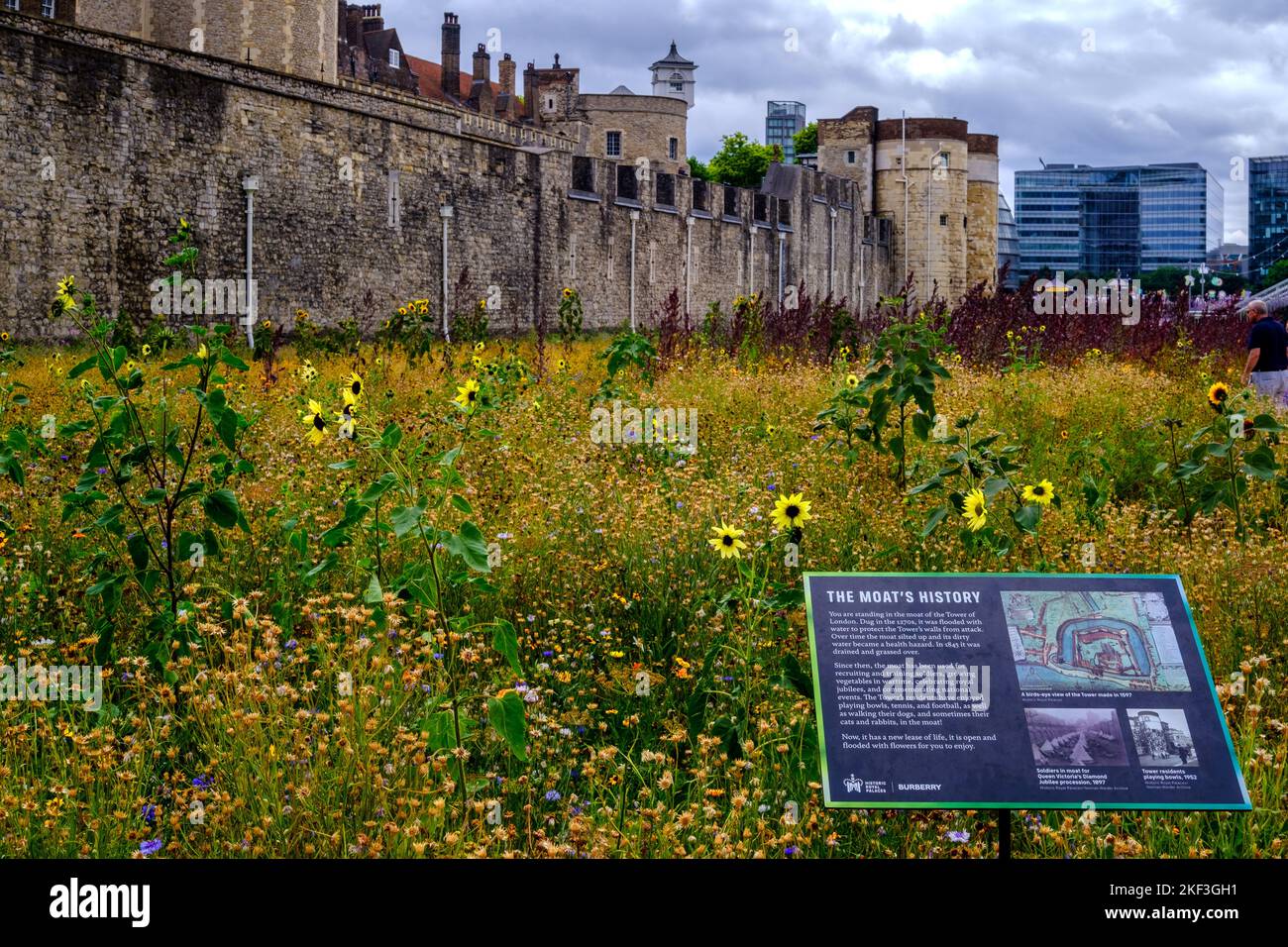 Tower of London moat filled with flowers for Superbloom, and a sign explaining its history with buildings in the background. August 2022 Stock Photo