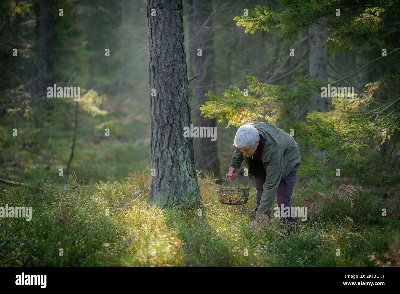 Senior woman gathering mushrooms in forest Stock Photo