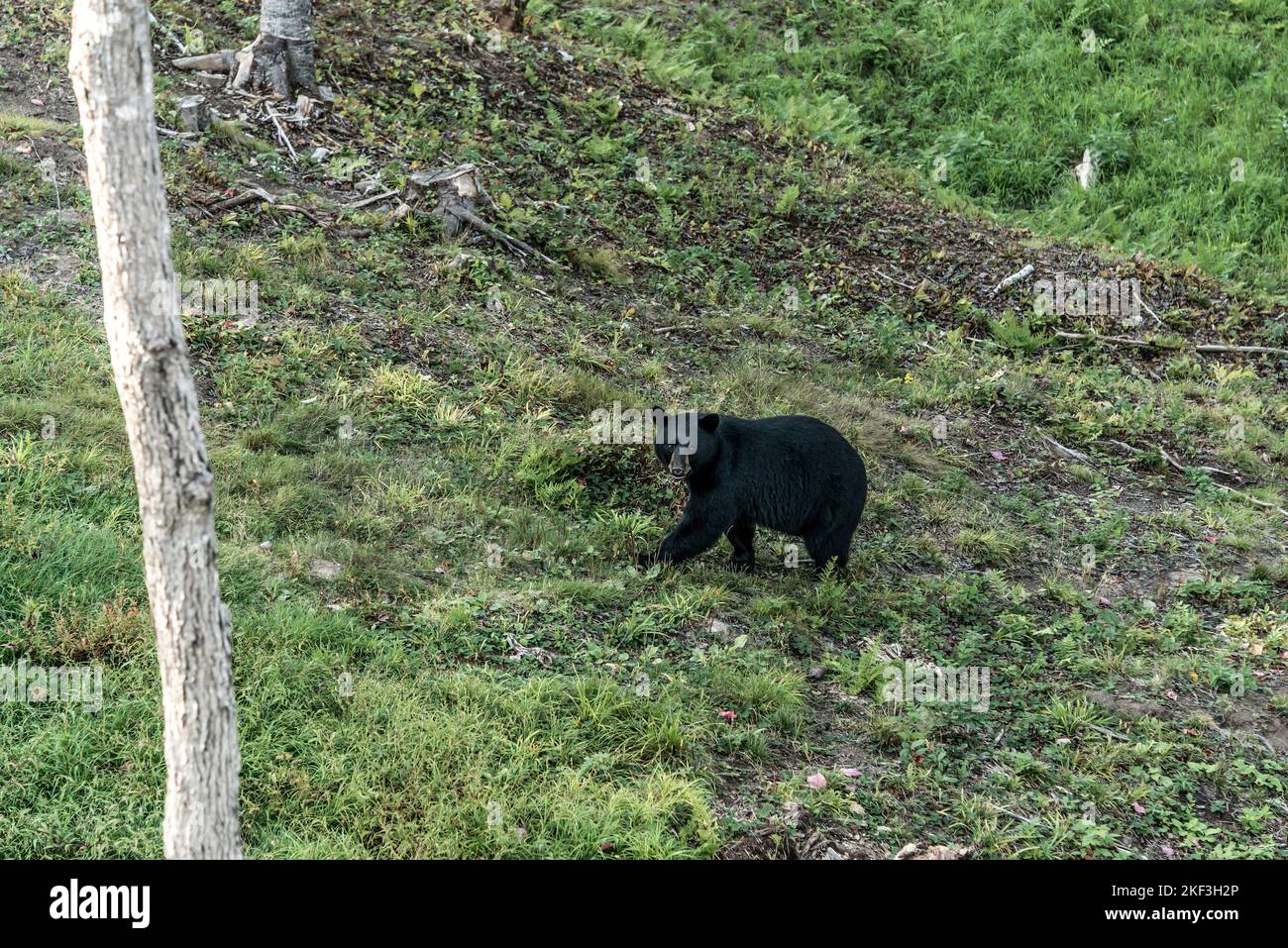 Wild Black Bear walks in forests of Acadieville National Park, New