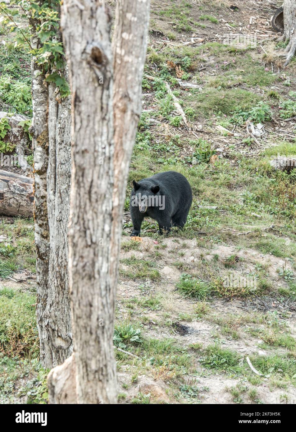 Wild Black Bear walks in forests of Acadieville National Park, New