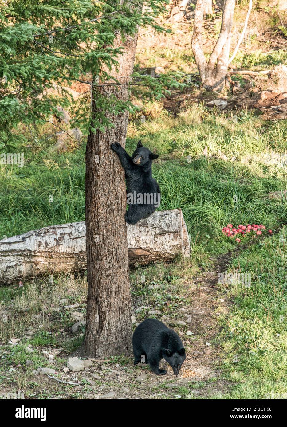 Black Bear mother and baby cub climbing in a tree top summer time