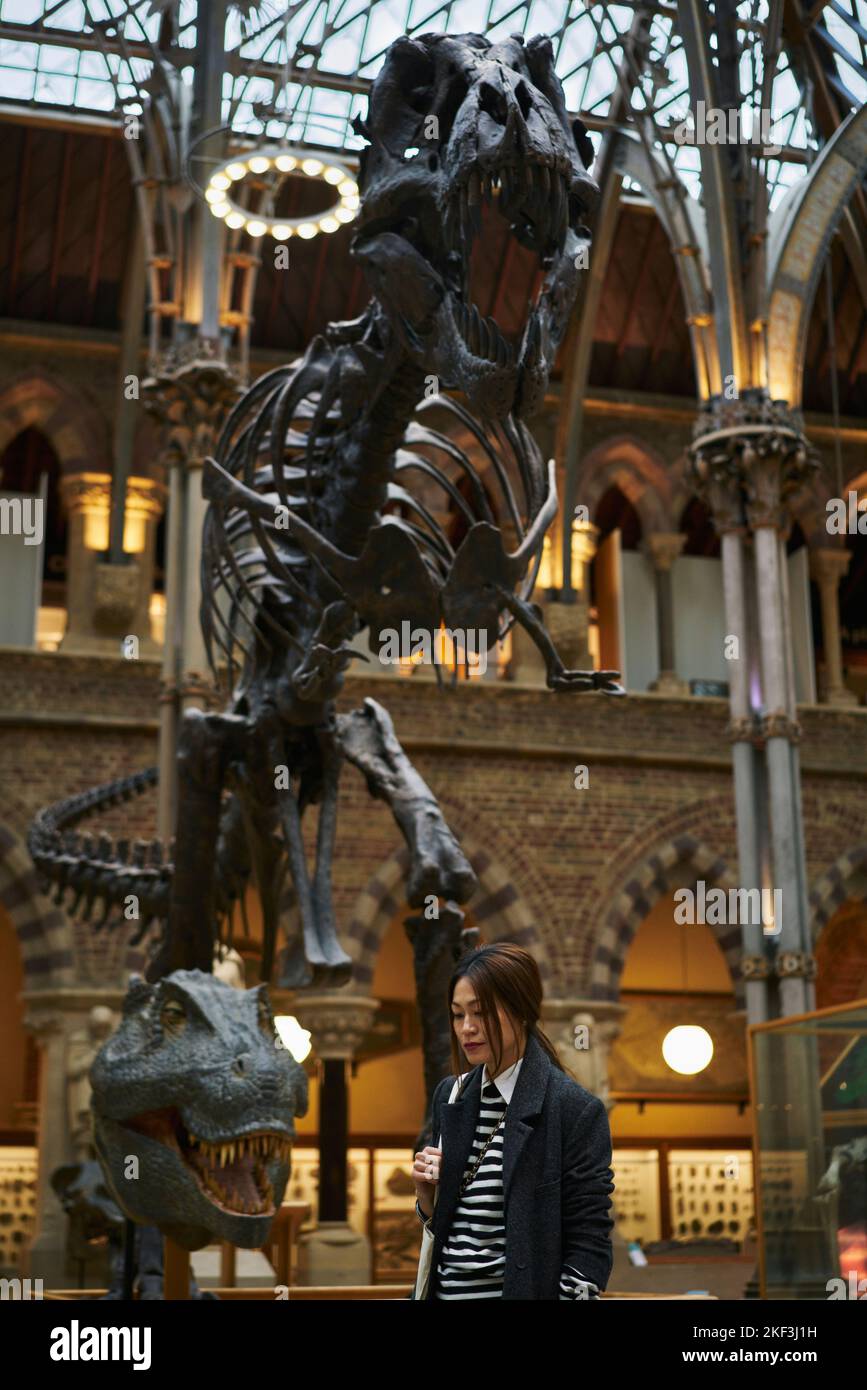 Woman by Tyrannosaurus rex fossil at Oxford University Stock Photo