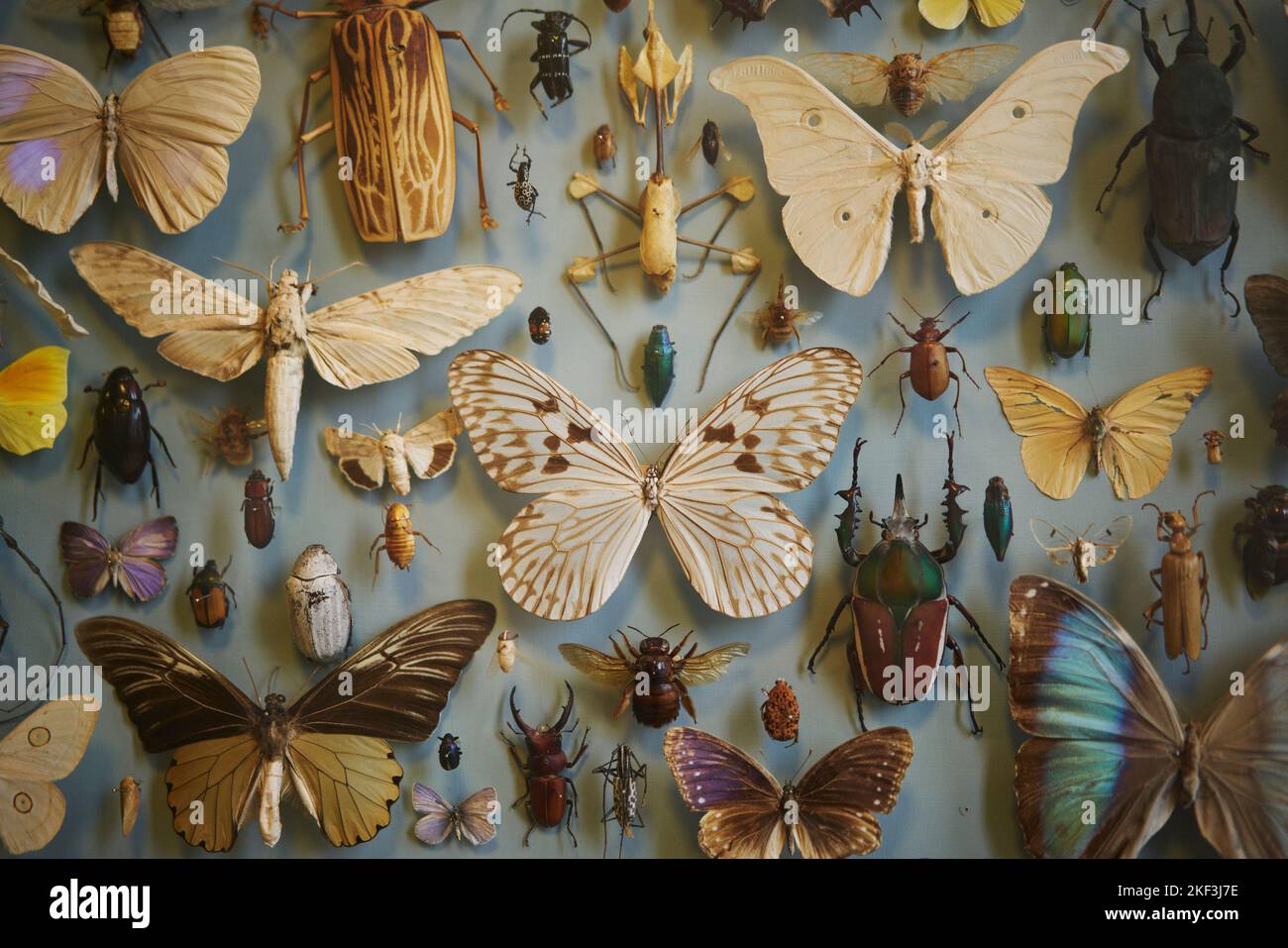Butterfly display at Oxford University Museum of Natural History Stock Photo