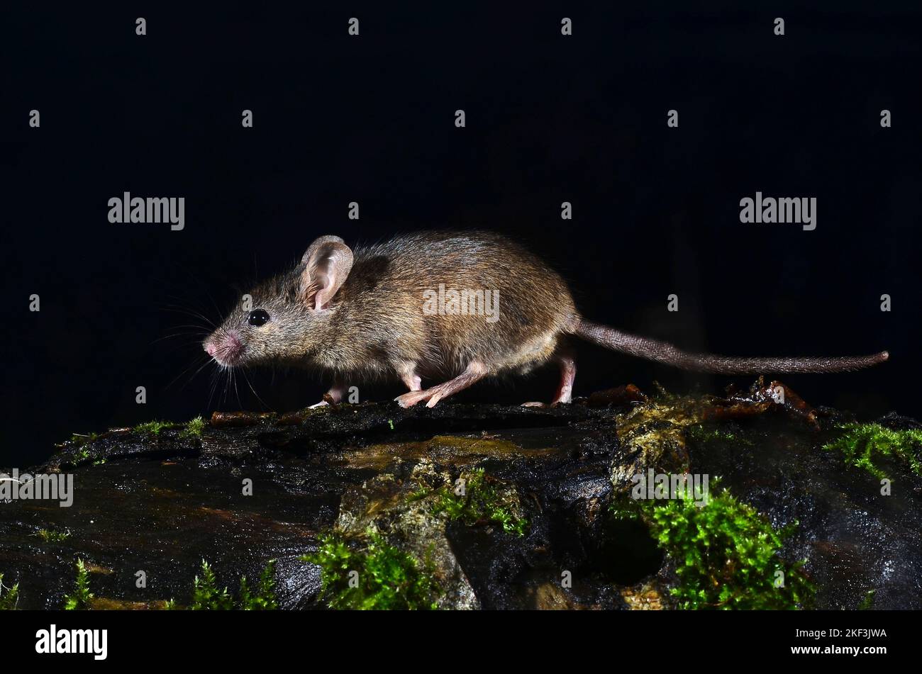 adult house mouse running along log Stock Photo Alamy