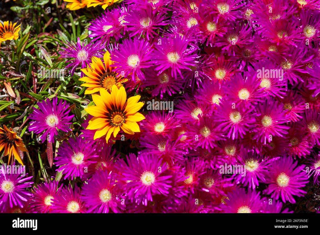 Delosperma (ice plant) and brilliant yellow Gazania, growing in a garden in Old Grimsby, Tresco, Isles of Scilly, UK Stock Photo