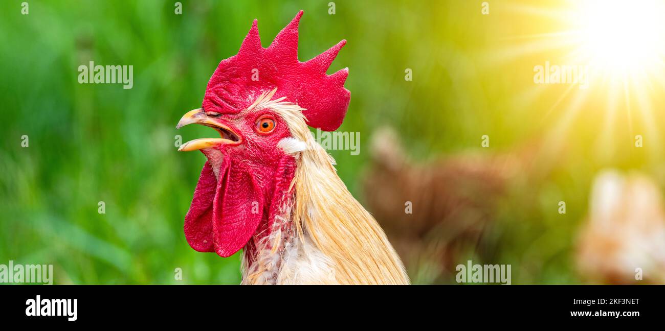 Portrait von einem Hahn Stock Photo