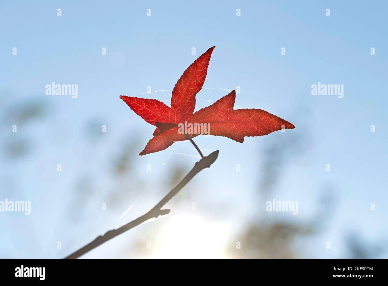 Leaves of the Maple tree which turned red in autumn with blue sky Stock ...