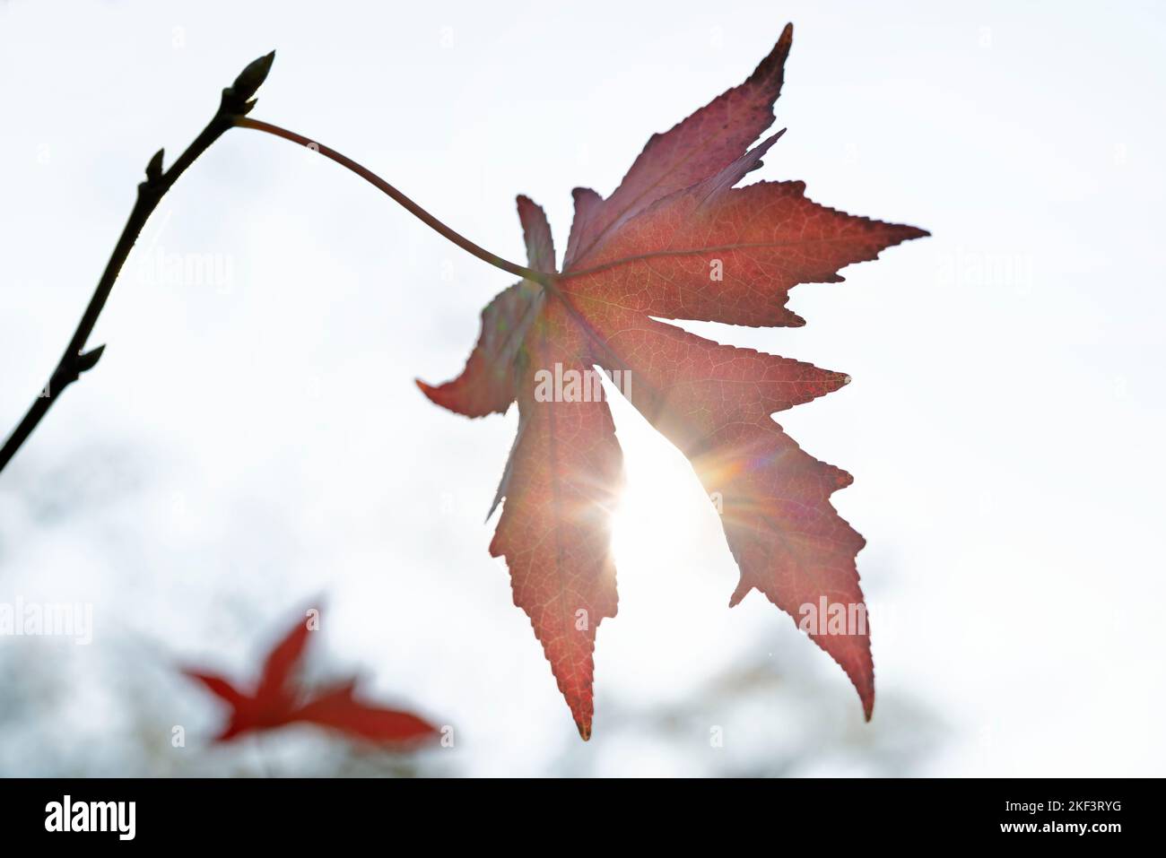 Leaves of the Maple tree which turned red in autumn with blue sky Stock ...