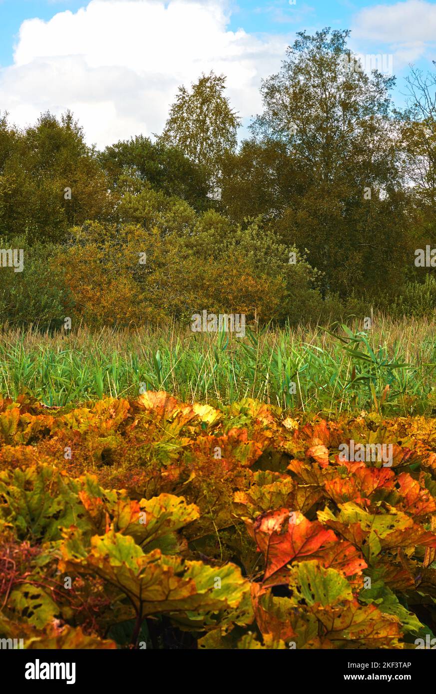 The beauty of autumn. Forest and landscape in the colors of autumn ...