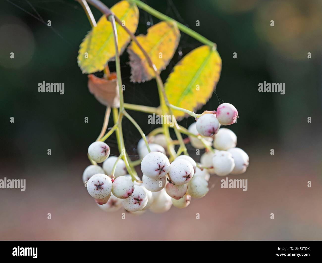 The white berries of the sorbus cashmiriana tree or mountain ash. Stock Photo