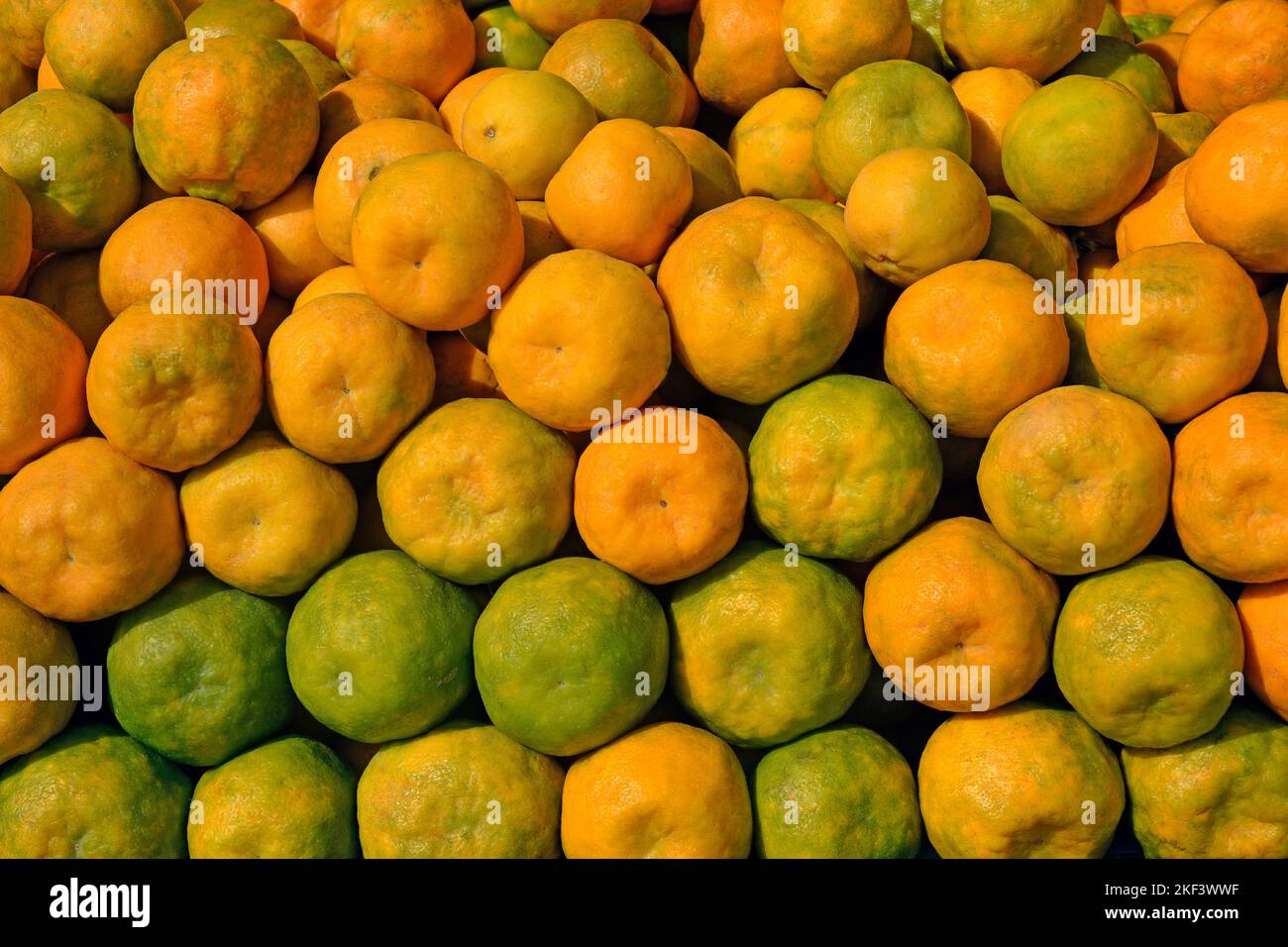 Orange, sweet orange, Citrus sinensisis, Thiruvananthapuram, Kerala, India Stock Photo