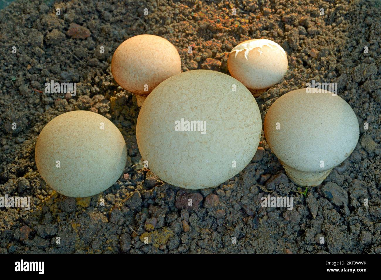 Pear shaped puffball, stump puffball, Lycoperdon pyriforme, saprobic fungus, Thiruvananthapuram, Kerala, India Stock Photo