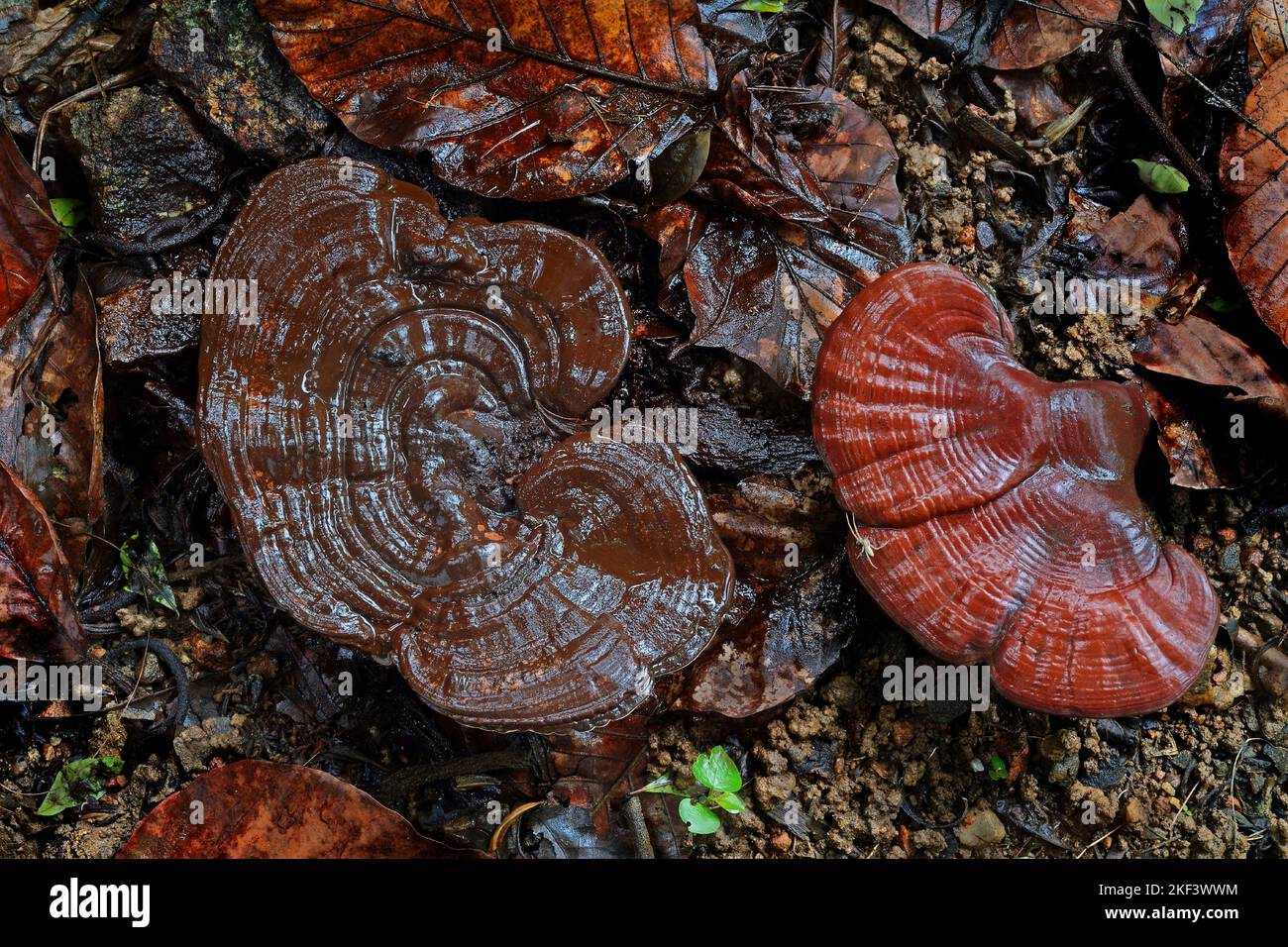 Ganoderma mushroom fruiting, Ganoderma lucidum, polypore fungi, family Ganodermataceae, Thiruvananthapuram, Kerala, India Stock Photo