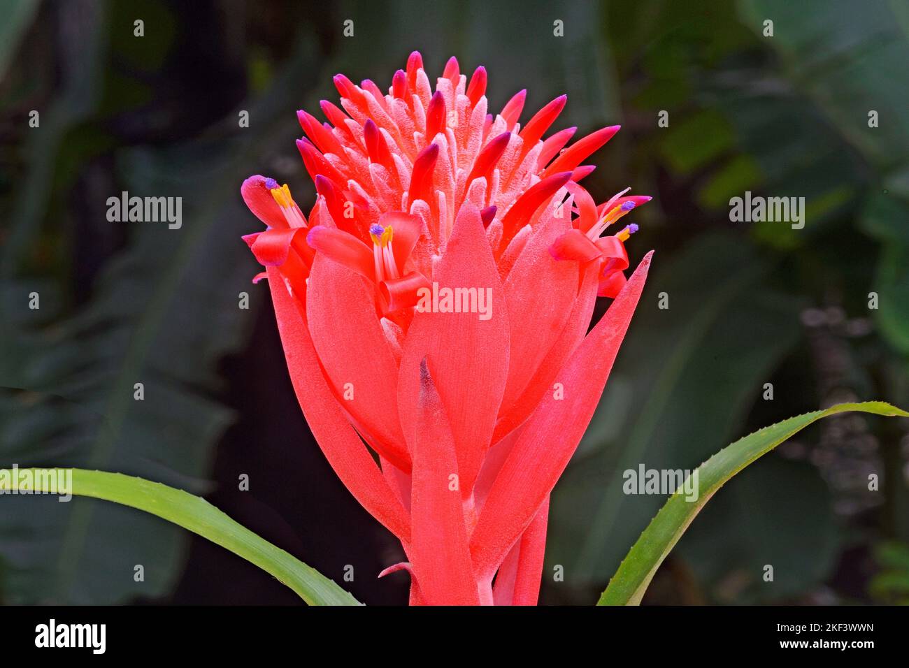 Bizzare flower, Bromeliad flower, flaming torch, Summer Torch, foolproof plant, Billbergia pyramidalis, Thiruvananthapuram, Kerala, India Stock Photo