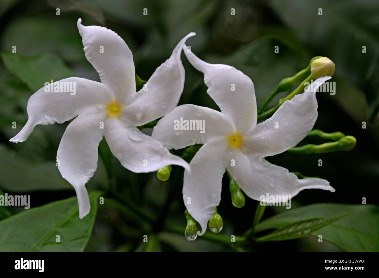 Crape jasmine flowers, Tabernaemontana divaricata, Thiruvananthapuram, Kerala, India Stock Photo