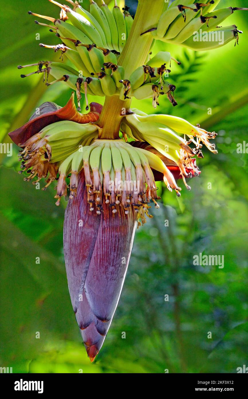 Banana flower stalk and fruits, Thiruvananthapuram, Kerala, India Stock Photo