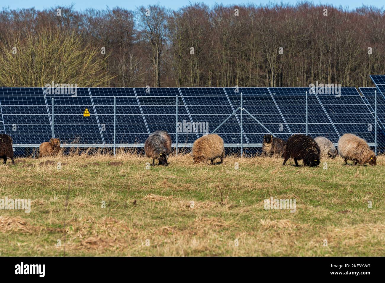 Photovoltaikanlage zur Stromerzeugung am Rande einer Autobahn, Schafe auf einer Wiese Stock Photo