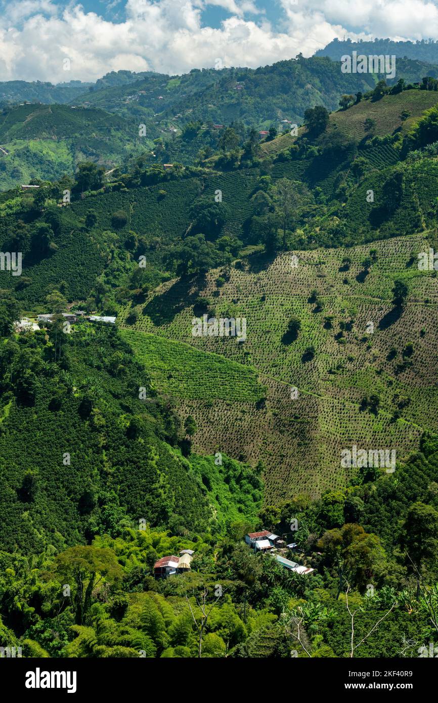 Coffee plants field in Manizales , Caldas, Antioquia , Colombia - stock photo Stock Photo