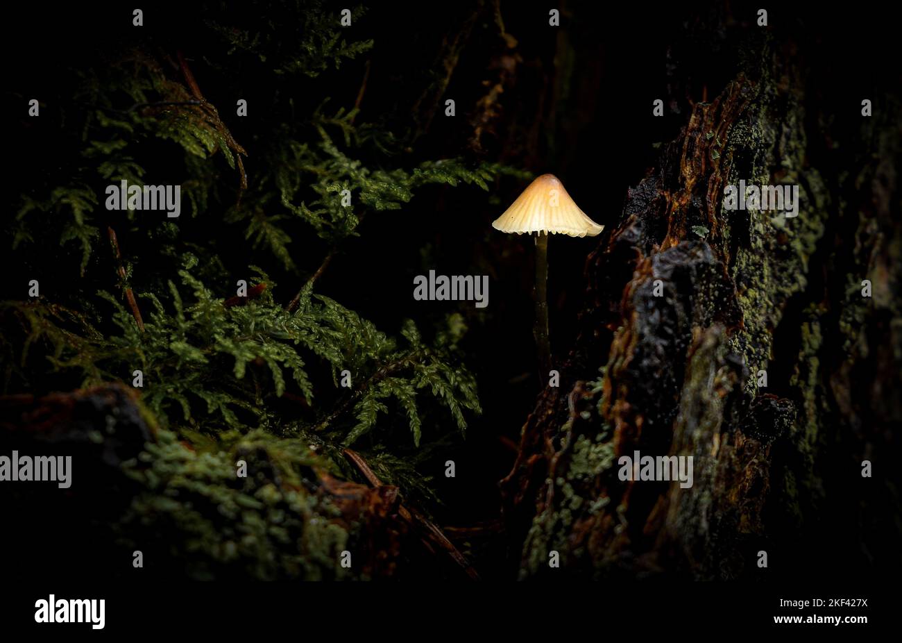 A closeup shot of a growing fungus in a forest Stock Photo - Alamy