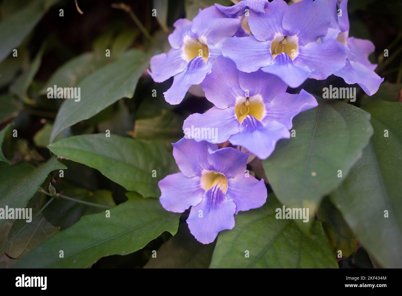 Mauve blue flowers closeup of bengal trumpet or Thunbergia grandiflora Stock Photo