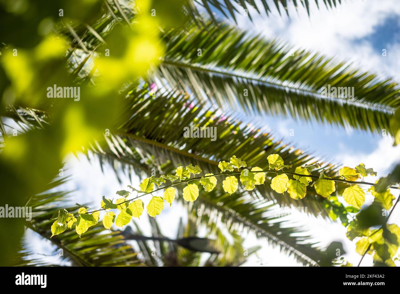 Soft evening sun shining through leaves of date palm and bougainvillea Stock Photo