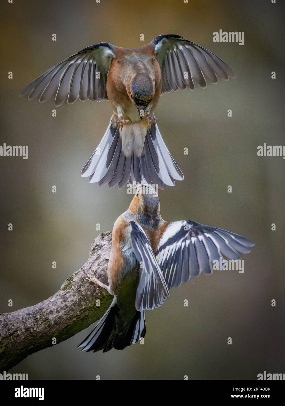 Two chaffinches fly at each other. Shropshire, UK: THIS PAIR of feisty chaffinches look as if they are squabbling over a wooden perch. In one of the p Stock Photo