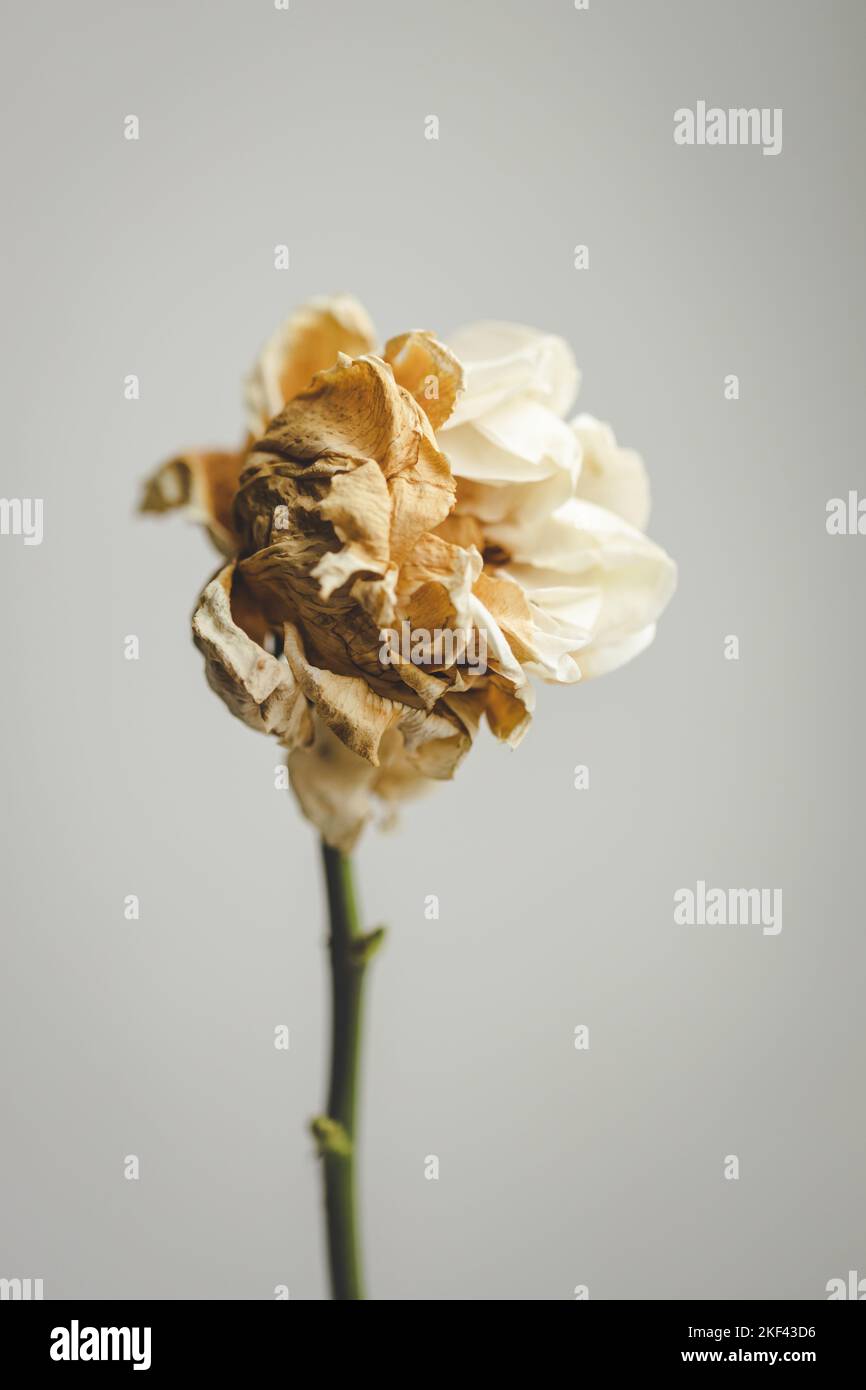Ageing Roses Aesthetic rose hi-res stock photography and images - Alamy