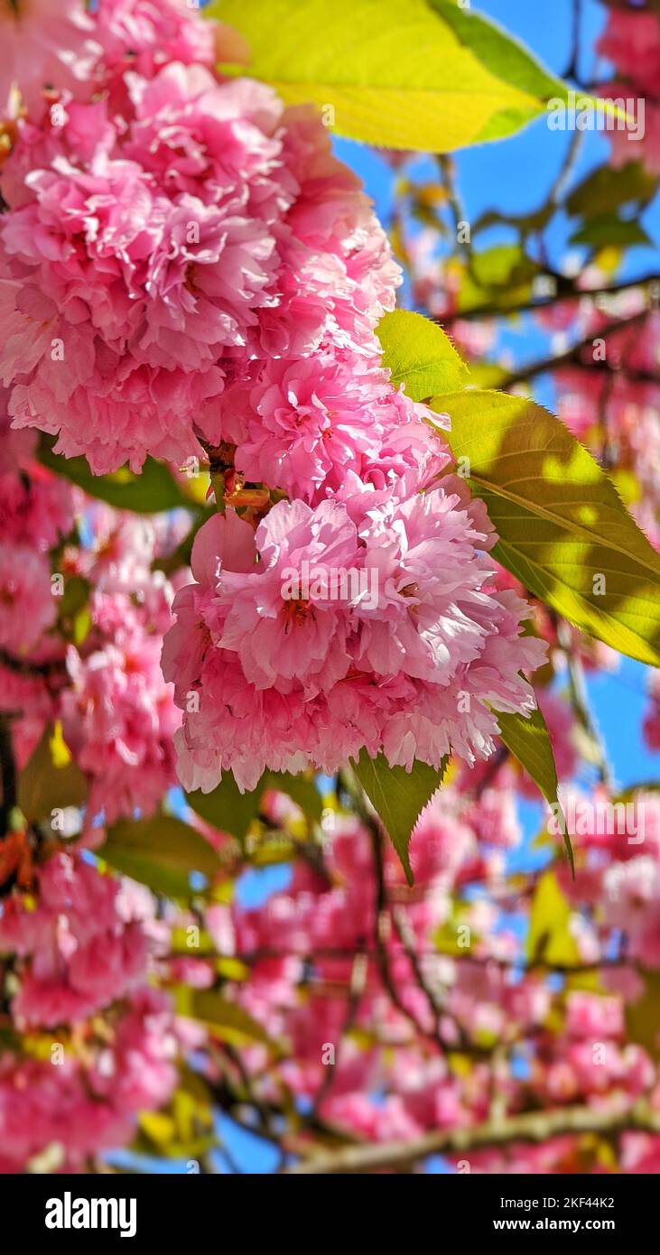 A vertical shot of pink cherry blossom tree with a blurred background ...