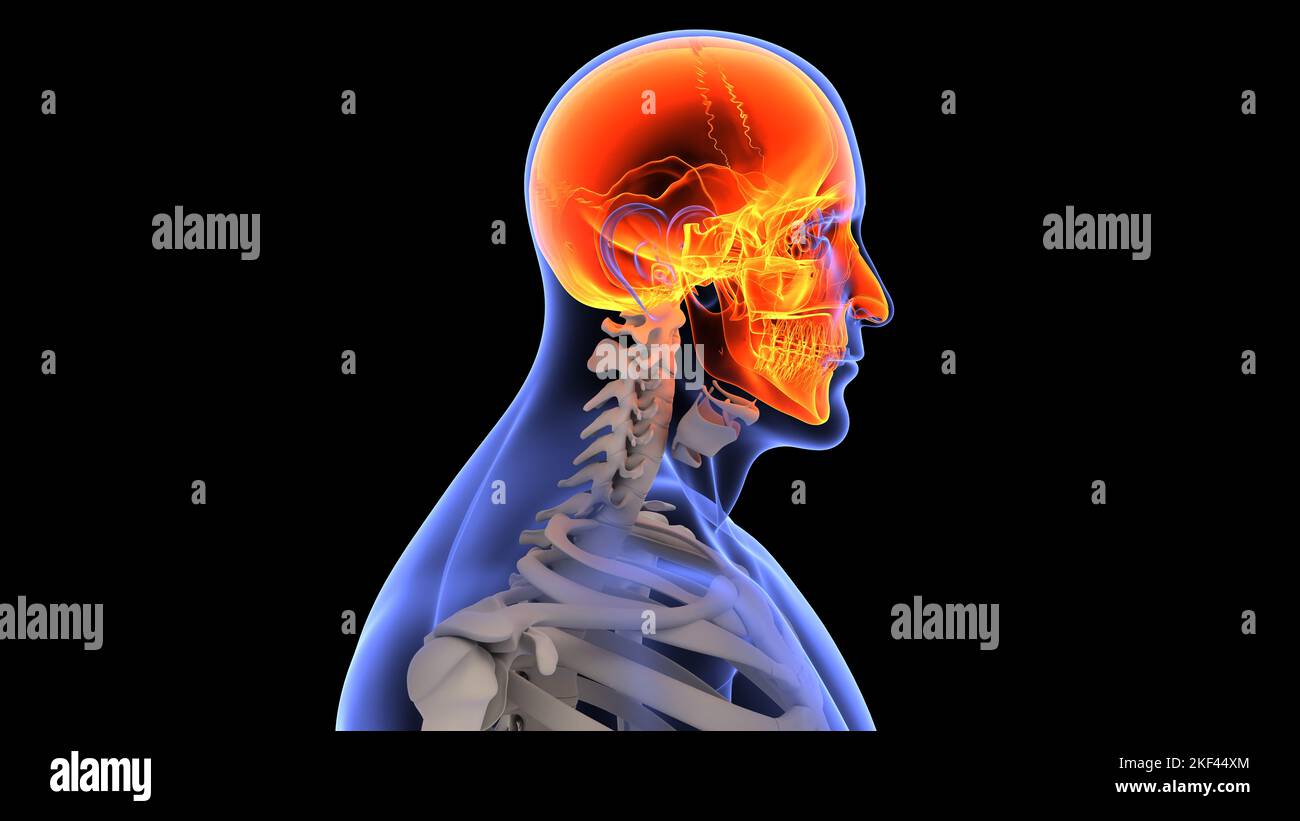 An anatomy of the human body, its bones and shell on a black background with an orange marked