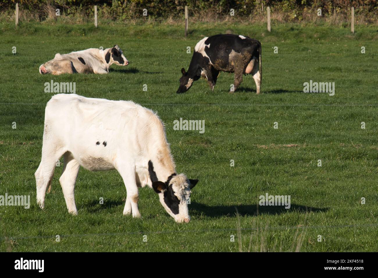 Three black white cows hi-res stock photography and images - Alamy