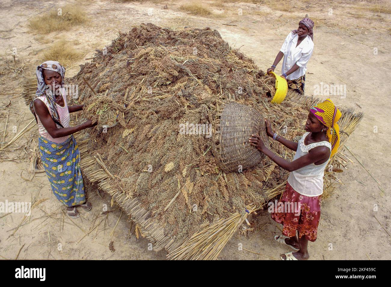 Burkina Faso, Women collecting the sorghum harvest. Stock Photo