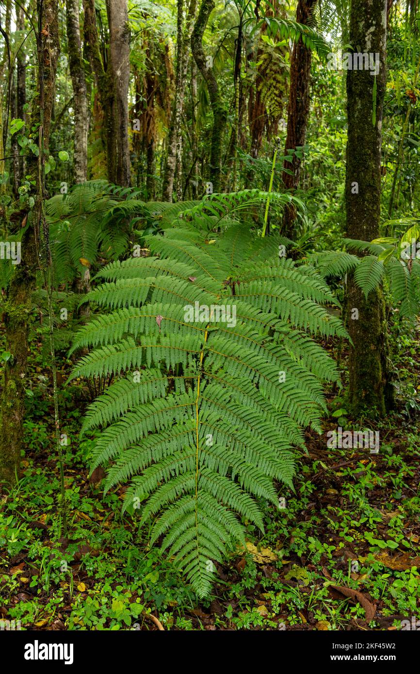 Big green fern foliage in a cloud forest - stock photophoto Stock Photo