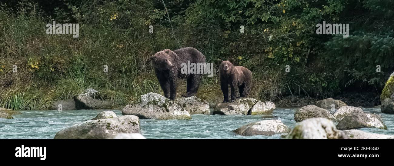 Grizzlys in the river in Alaska, a female bear with cub Stock Photo