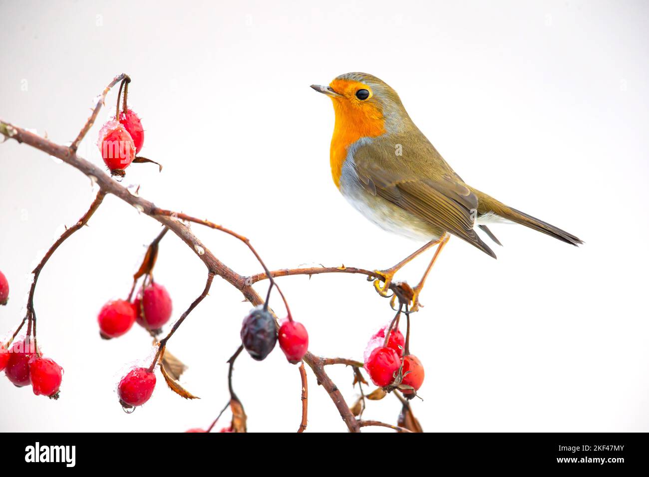 Rotkehlchen, Robin (Erithacus rubecula) sitzt auf Hagebuttenstrauch, Winter, Schnee, Freisteller, Wildlife, Heckenrose, Hundsrose, Hunds-Rose, Biotop, Stock Photo