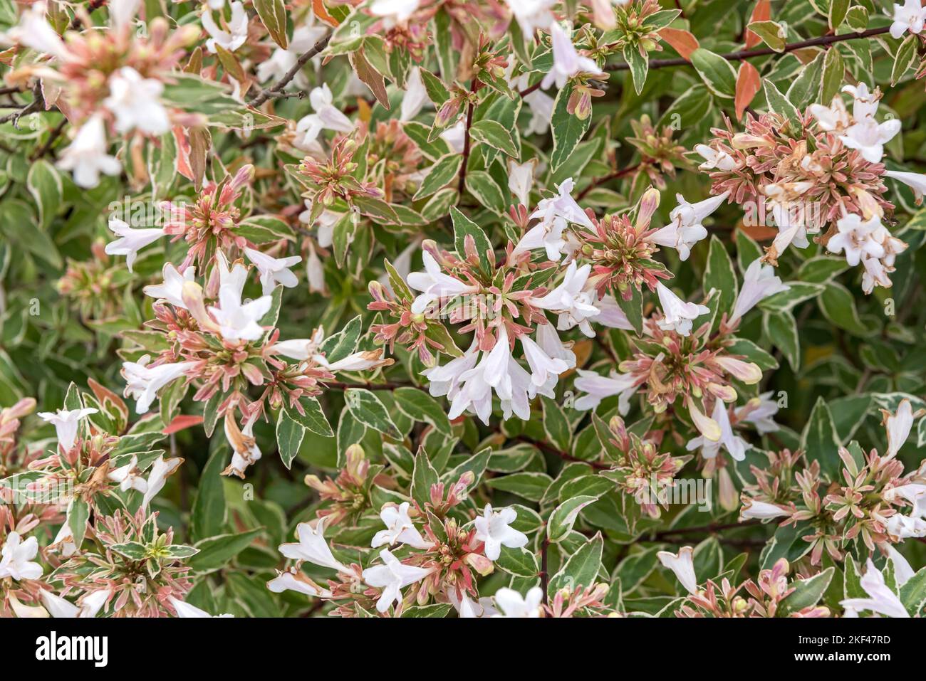 Großblütige Abelie (Abelia × grandiflora LUCKY LOTS Stock Photo Alamy