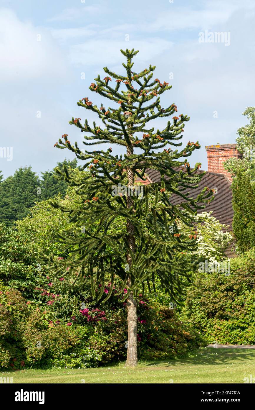 Andentanne (Araucaria araucana Stock Photo Alamy