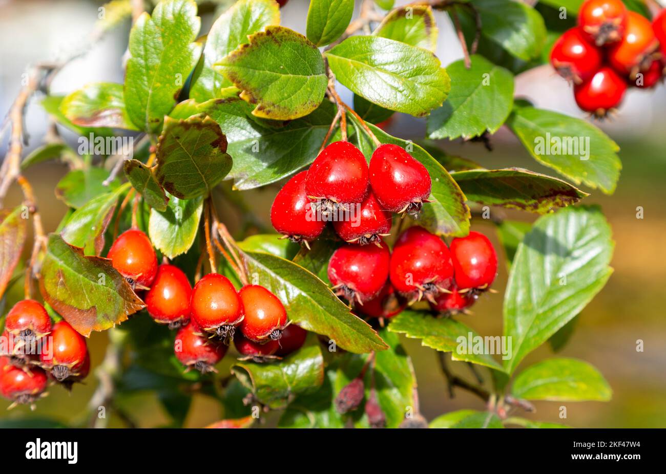 Thought to be Broad-leaved Cockspur Thorn, Crataegus prunifolia, Marlborough, Wiltshire, England, UK Stock Photo