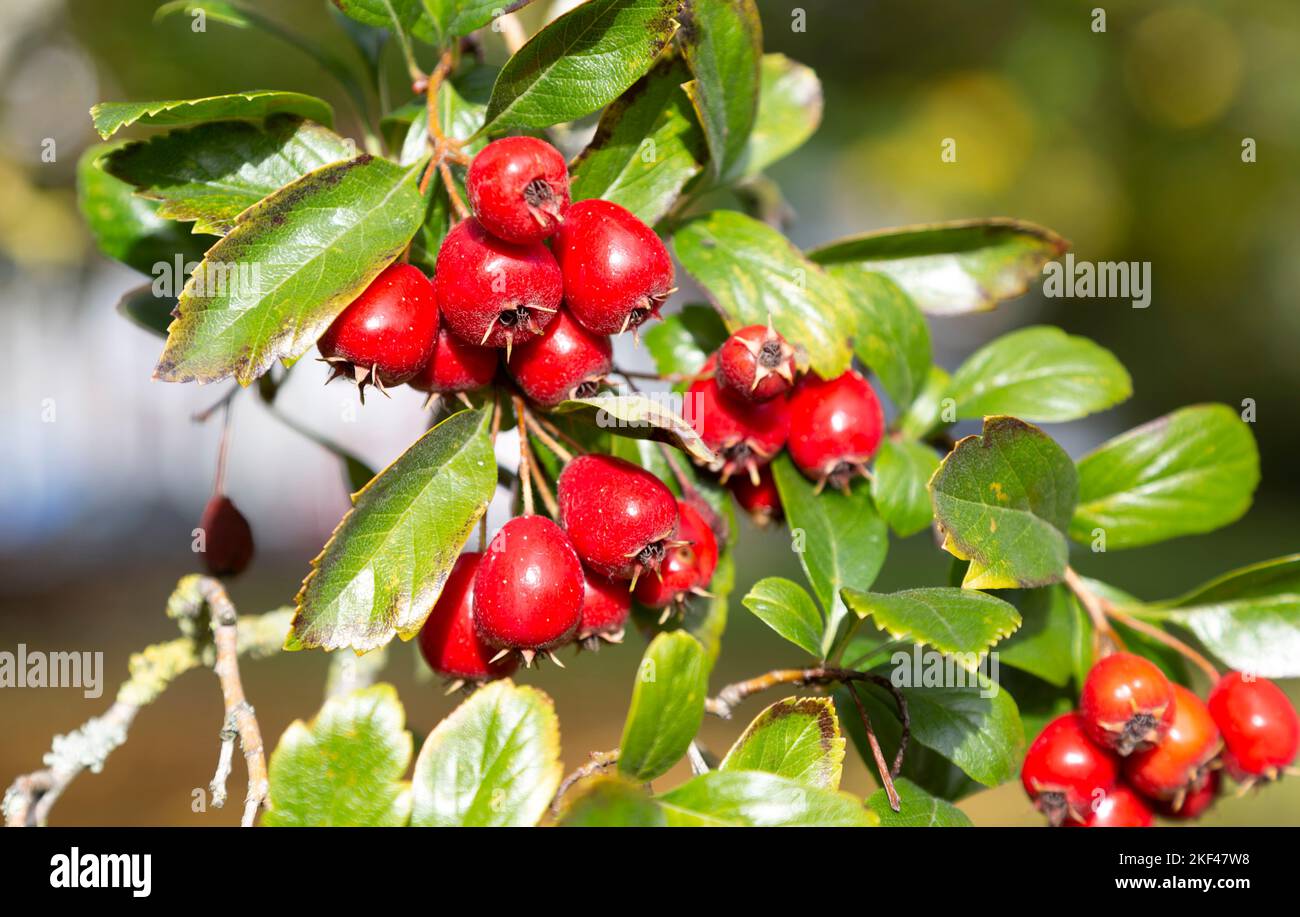 Thought to be Broad-leaved Cockspur Thorn, Crataegus prunifolia, Marlborough, Wiltshire, England, UK Stock Photo