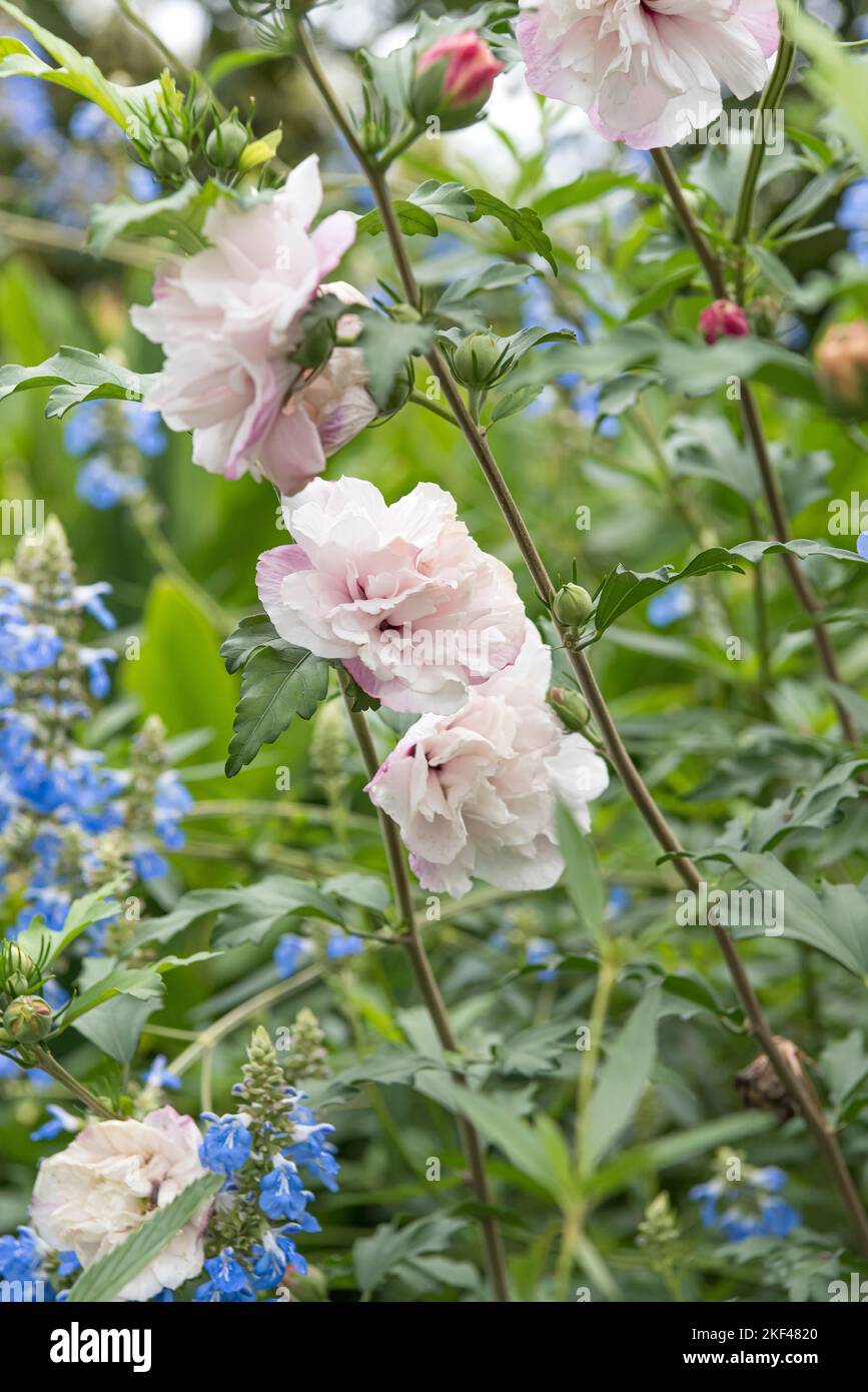 Garten-Eibisch (Hibiscus syriacus FRENCH CABARET® PASTEL) Stock Photo