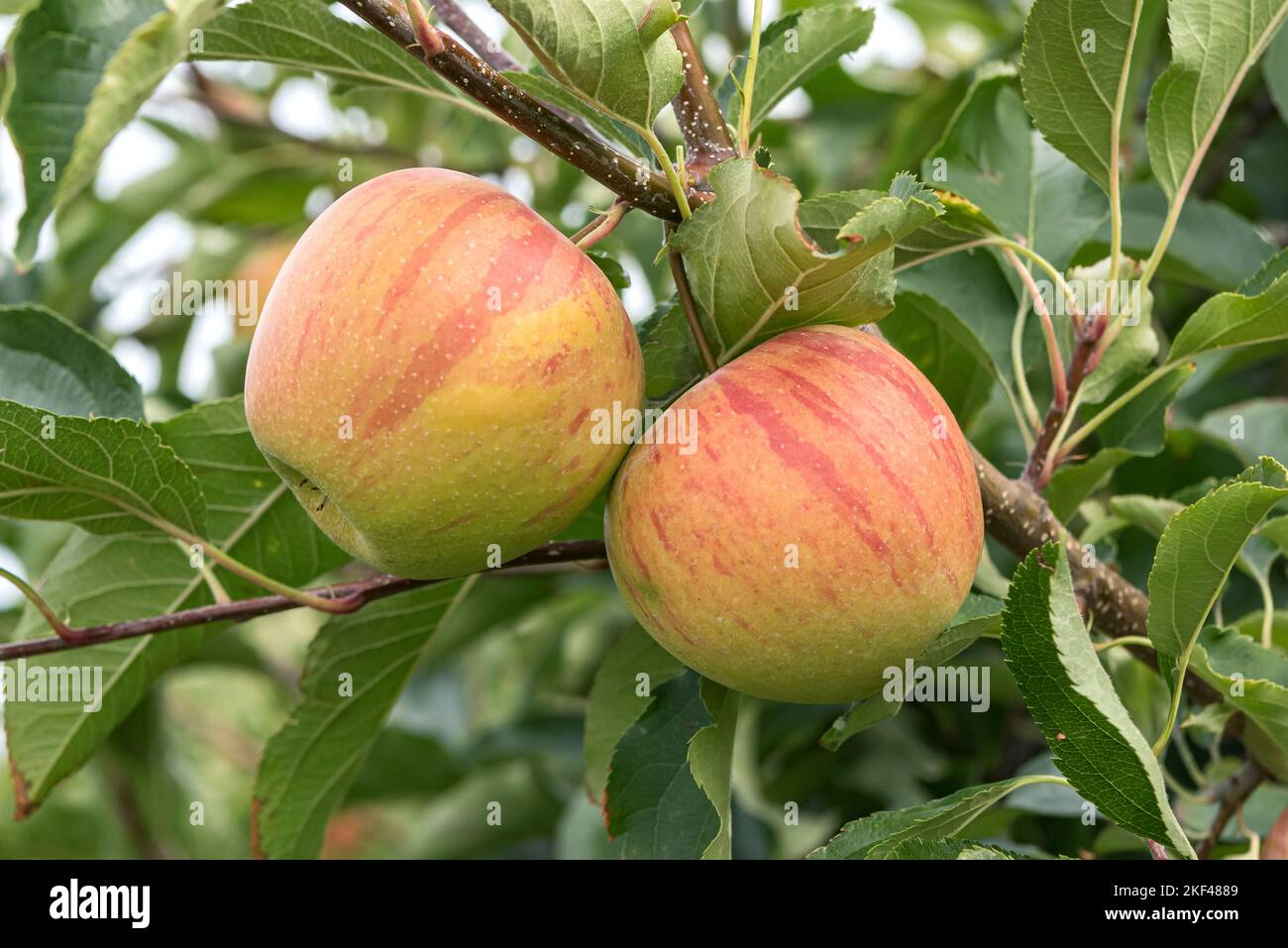 Apfel (Malus domestica RUBINETTE) Stock Photo