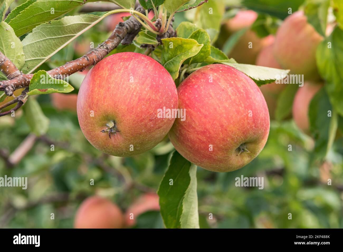 Apfel (Malus domestica RUBINETTE ROSSO) Stock Photo