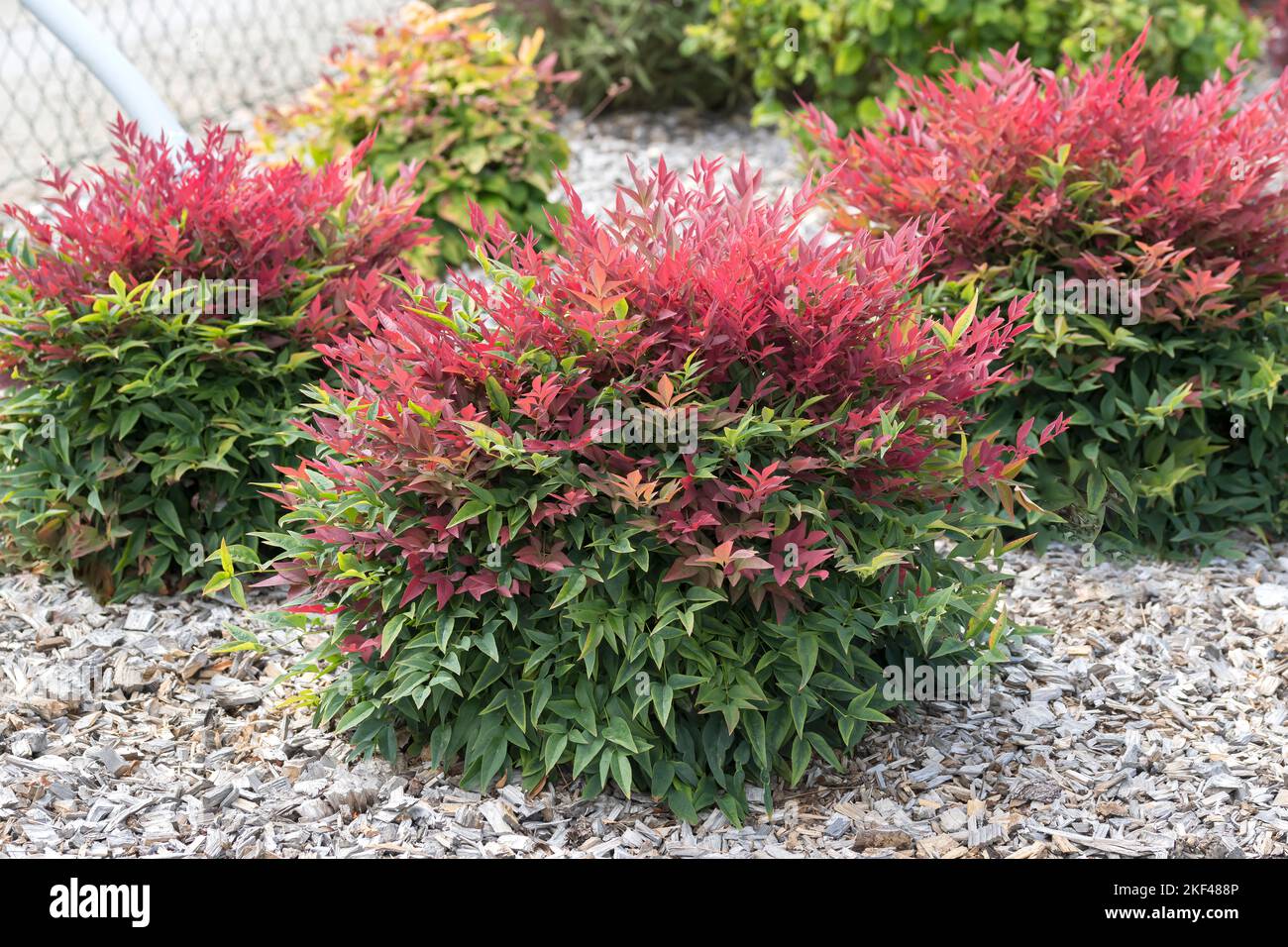 Nandina domestica obsession hi-res stock photography and images - Alamy