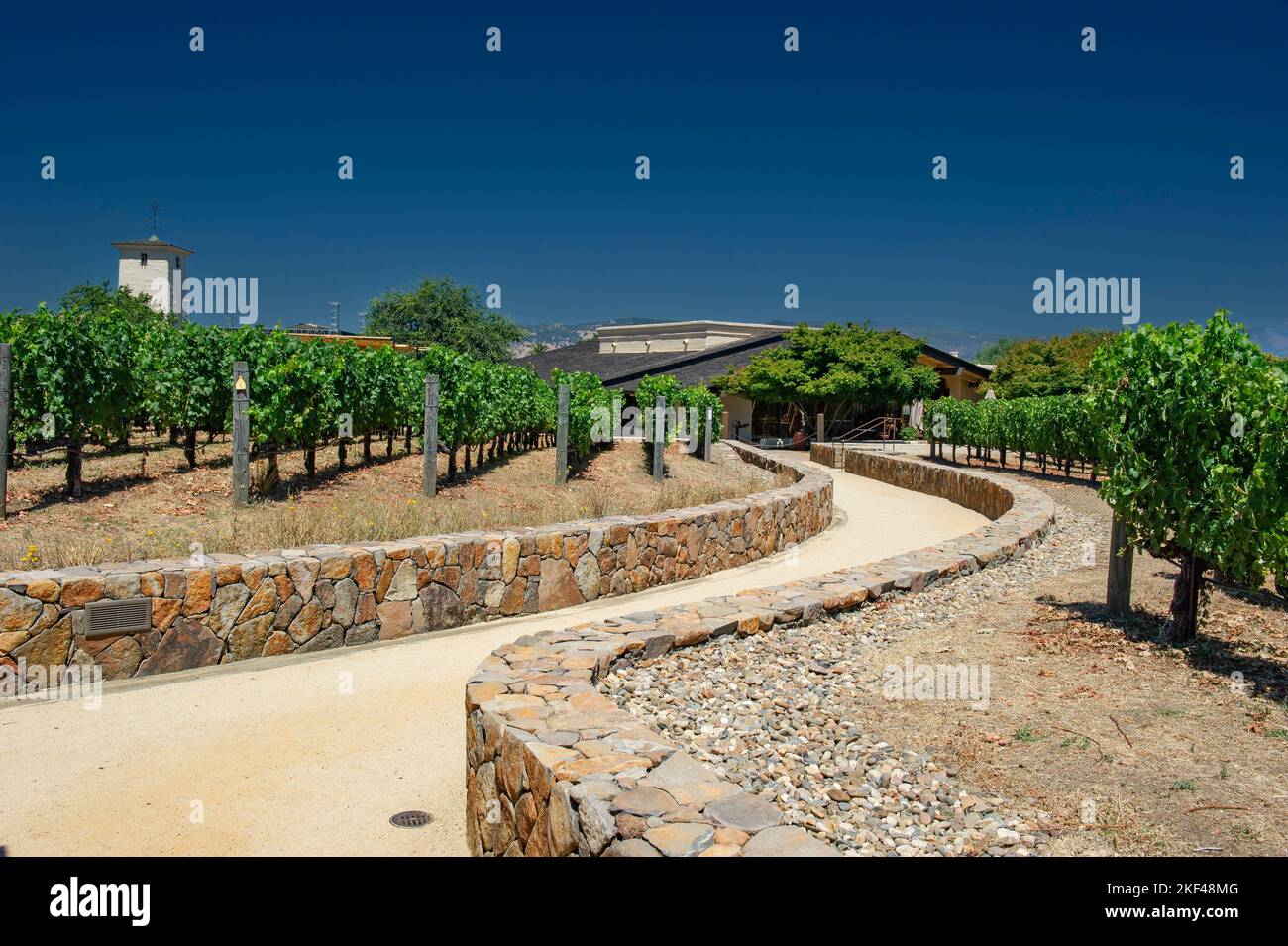 Blick auf die Weinreben der Robert Mondavi Winery, Napa Valley, Kalifornien, USA, Nordamerika Stock Photo