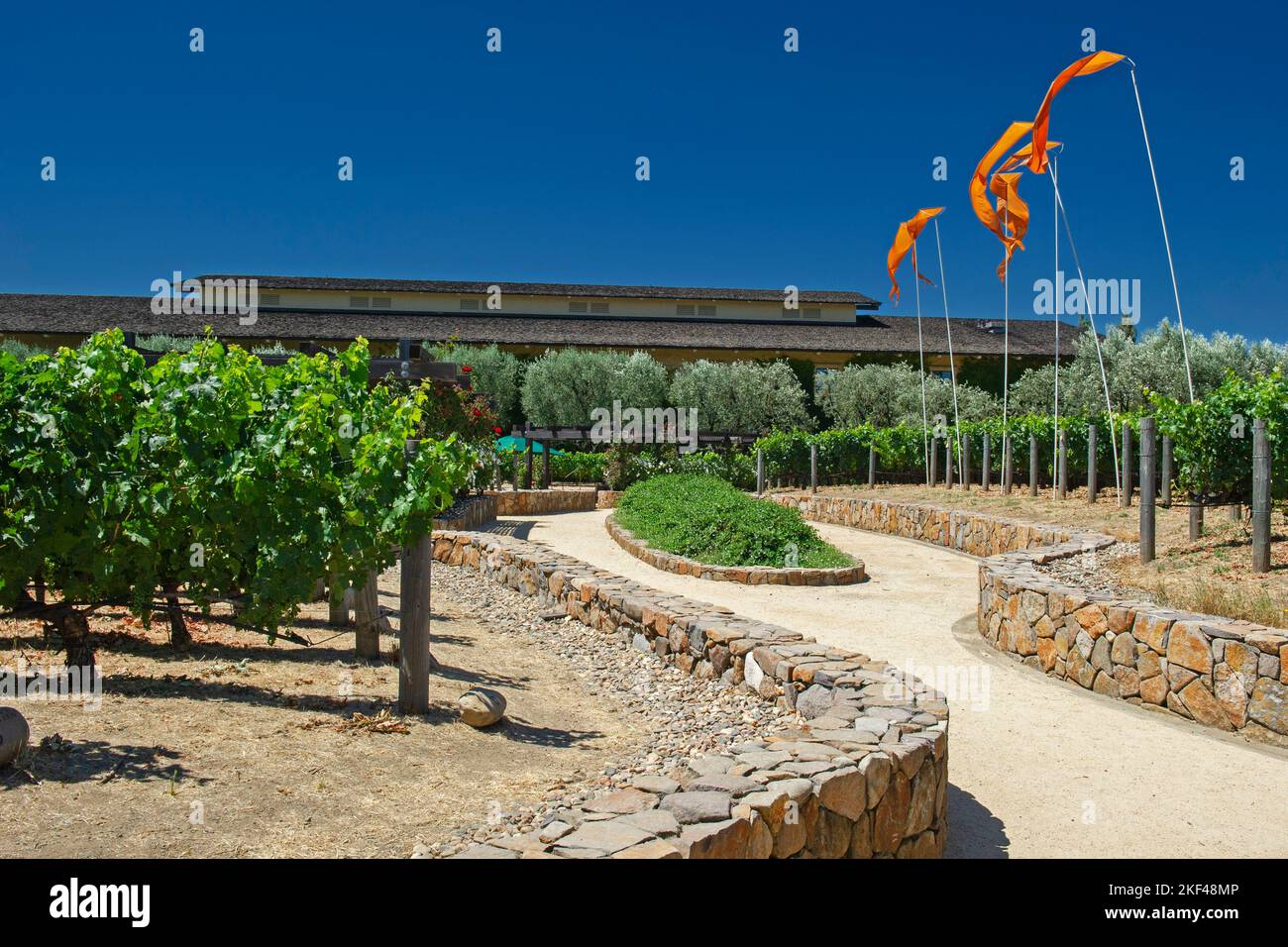 Blick auf die Weinreben der Robert Mondavi Winery, Napa Valley, Kalifornien, USA, Nordamerika Stock Photo