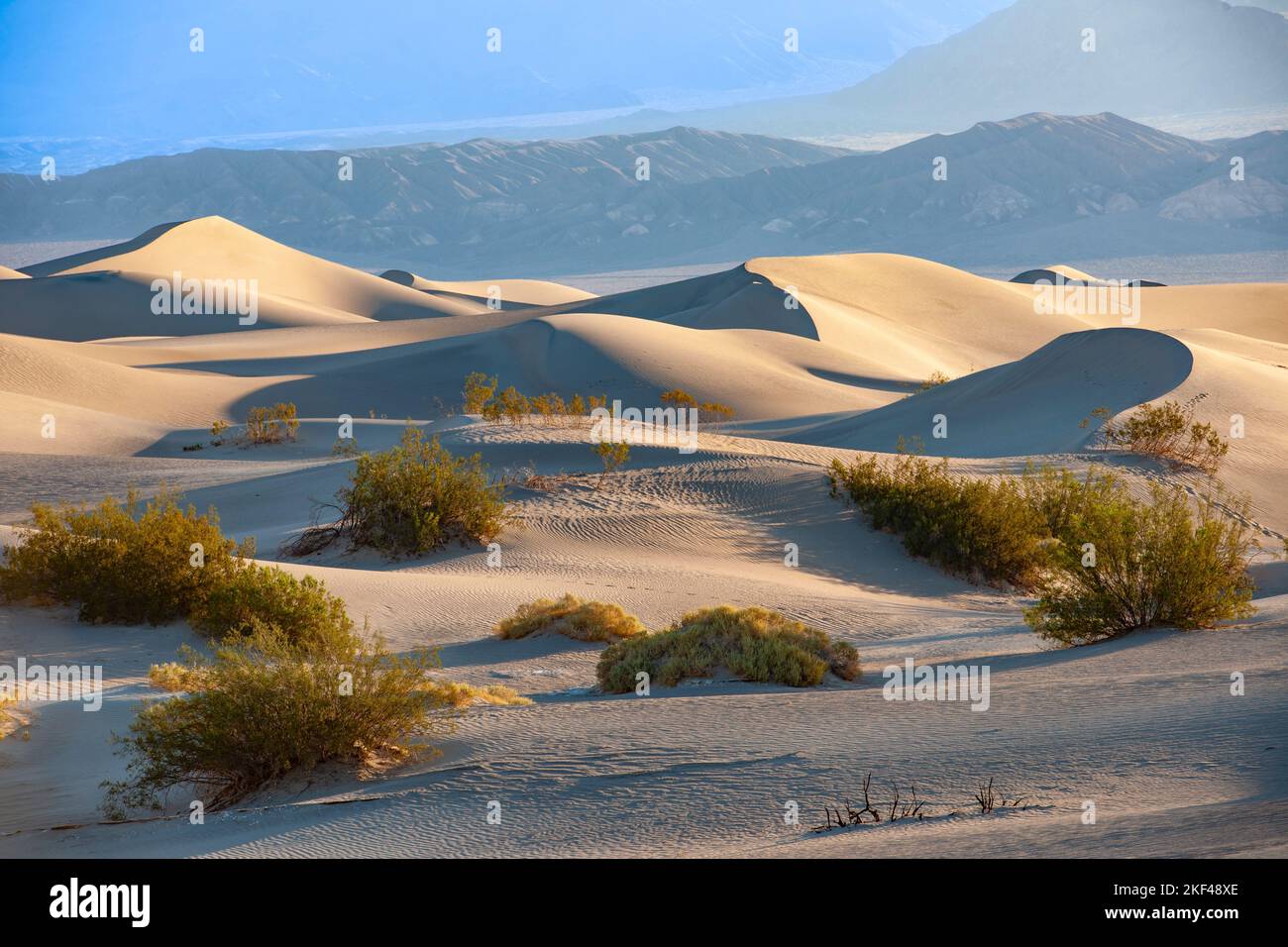 Morgenlicht an den Mesquite Sand Dunes Sanddünen, Death Valley Nationalpark, Kalifornien, USA, Nordamerika Stock Photo
